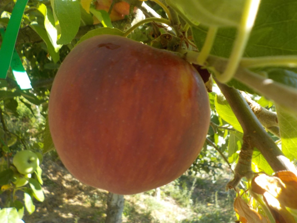 images/stories/virtuemart/product/DSCN1403 (Medium)